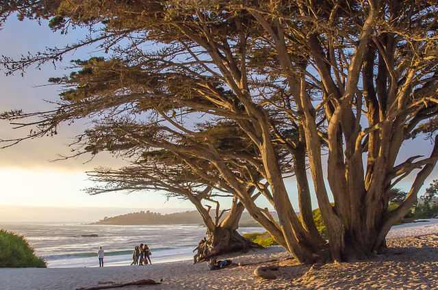 Carmel-by-the-Sea: The best dog friendly beach in California