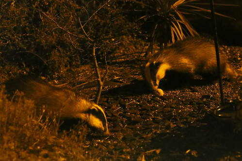 Double Badgers