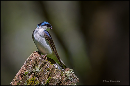 male bird nature washington wildlife treeswallow tachycinetabicolor sigma500mm ridgefieldnwr pentaxk3