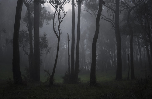 longexposure fog forest landscape nikon southaustralia adelaidehills laszlobilki
