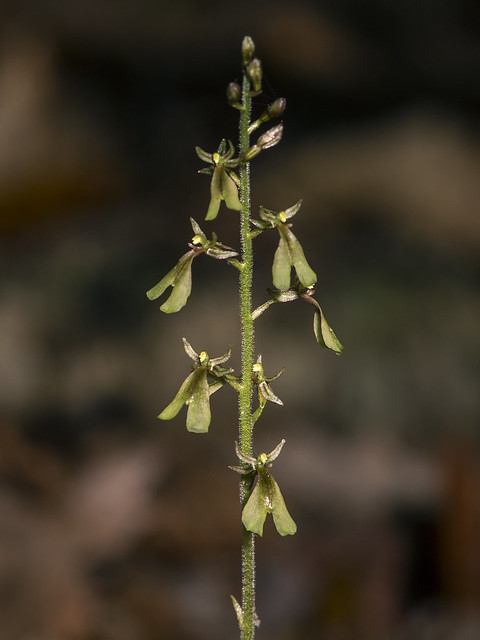 Appalachian Twayblade orchid