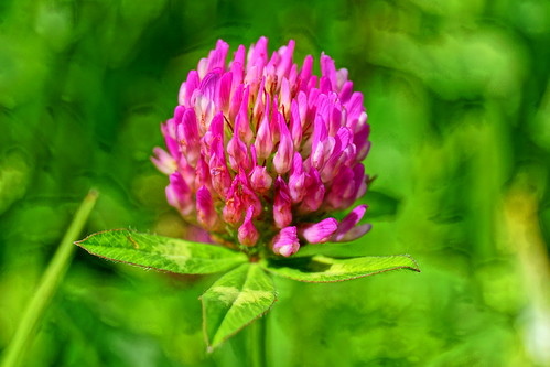 Wild Edibles ~ Clover | Culinary Craftiness