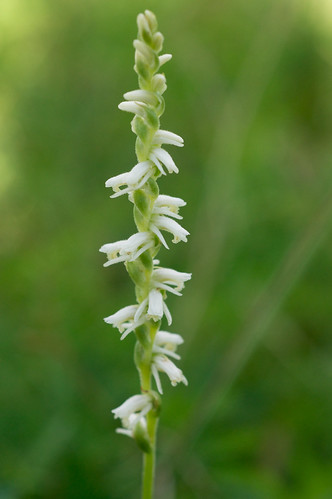white orchid flower spiral orchidaceae spiranthes geophyte spiranthesvernalis springladiestresses