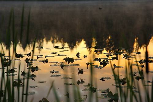 lake digital sunrise canon eos washington lily pad rush monroe wagner ef24105mmf4lisusm 5dmarkii