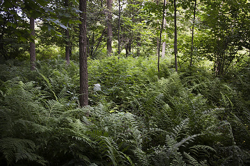 trees summer green wisconsin woods hunting f lush ferns uleswoods
