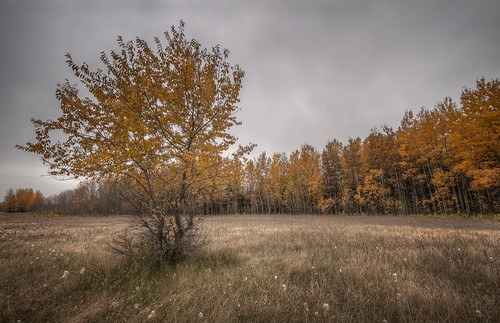 autumn fall meadow manitoba springfield hdr birdshillpark nikkor1024mm morrismulvey