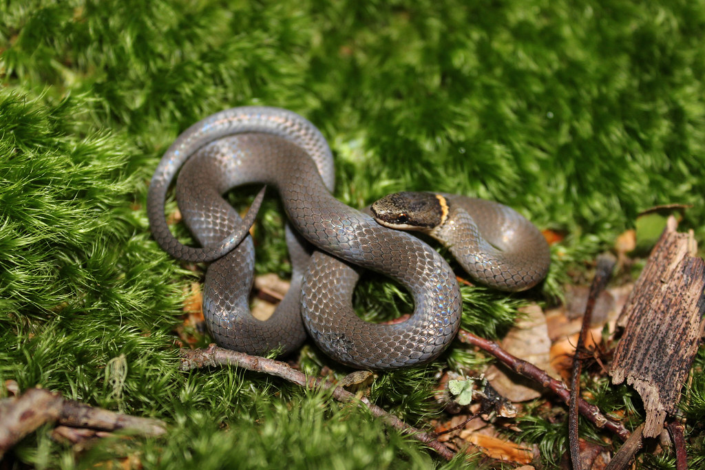 Fall Herping - Field Herp Forum