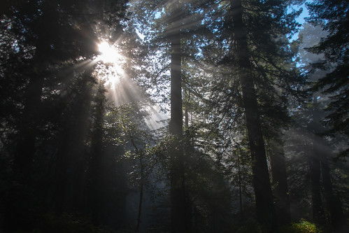california sun northerncalifornia unitedstates bigtrees orick redwoodsnationalpark newtonbdruryscenicparkway