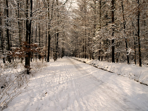 schnee winter sun snow nature forest day seasons path jahreszeiten natur sonne wald weg olympuse5 schreibtnix