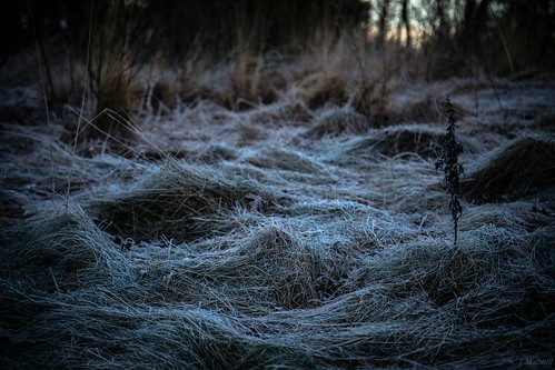 winter nature woods frost pennsylvania frosty pa lancastercounty jennifermacneilltraylor jmacneilltraylor jennifermacneill jennifermacneillphotography