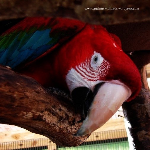 Greenwinged Macaw