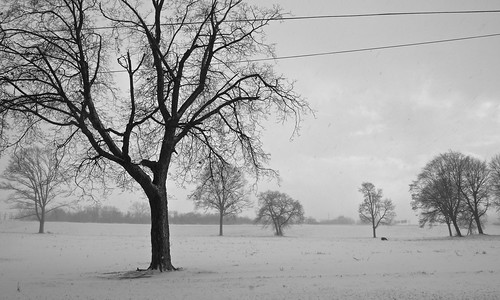 city trees winter columbus ohio urban bw white snow black cold monochrome landscape downtown bare snowstorm