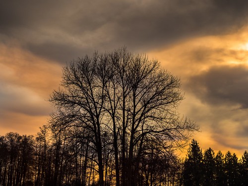 trees sun tree clouds wolken olympus sonne bäume brandenburg baum rokkor briesenmark epl5
