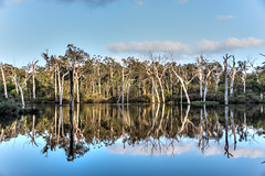 Dead Trees  reflecting in lake - Margaret River, WA. HDR