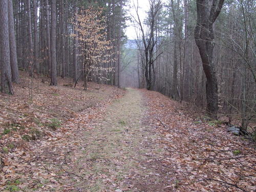 Old woods road