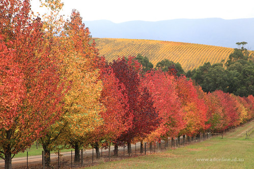autumn fall leaves rural vineyard wine farm country australia victoria yarravalley grapes agriculture maples grape grapevines gladysdale gladysdalevineyard