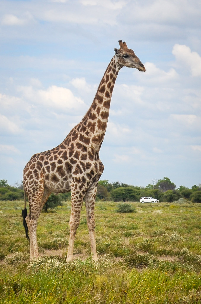 Giraffe, Etosha NP