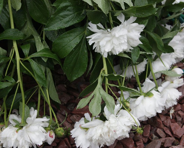 wind-blown peonies bent to the ground