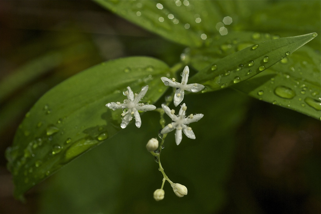 Starry False Lily-of-the-valley, Star-flowered Solomon's-seal