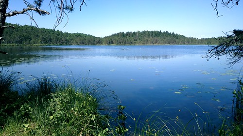 lake swamp paunküla