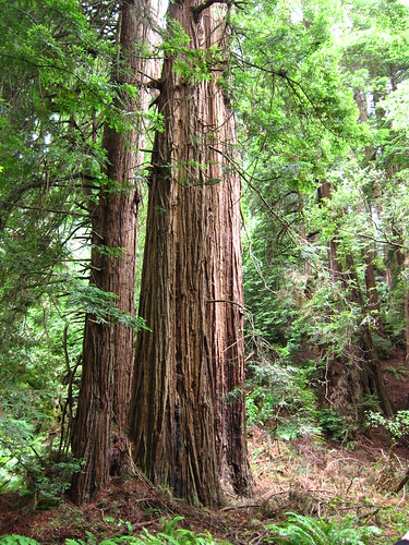 Muir Woods, green, leaves, Coastal Redwoods IMG_5020