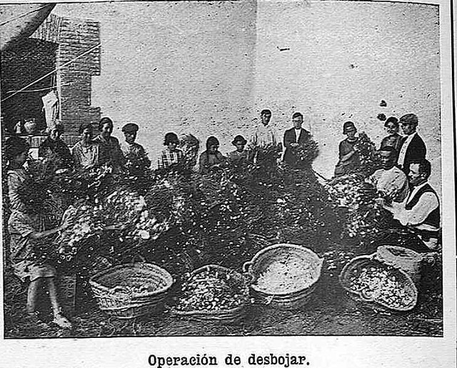 Desbojando capullos de gusanos de seda en el Monasterio de San Bernardo en Toledo en 1925.