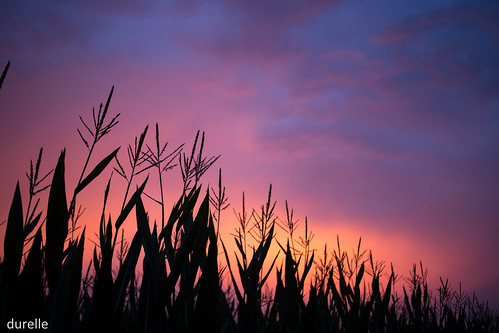 pink blue sunset orange colors cornfield