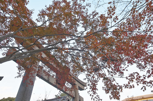 【写真】2013 紅葉 : 梨木神社/2020-09-17/IMGP4293