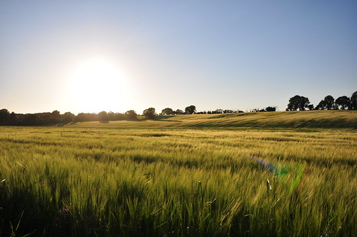 county camera ireland summer sun barley club landscape fcc photography nikon scenery cork ripening fermoy d90 killavullen