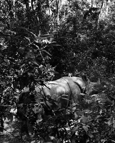 park travel nepal blackandwhite bw travelling monochrome animal animals forest asian nationalpark woods asia jungle rhino nepalese rhinoceros chitwan nepali southasia southasian animalphotography travelphotography chitwannationalpark chitwandistrict chitwanvalley