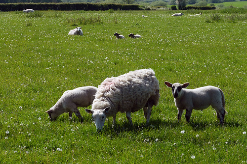 Sheep on a Sunny Day