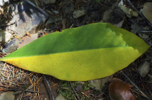leaf on east trail, Humbug Mountain