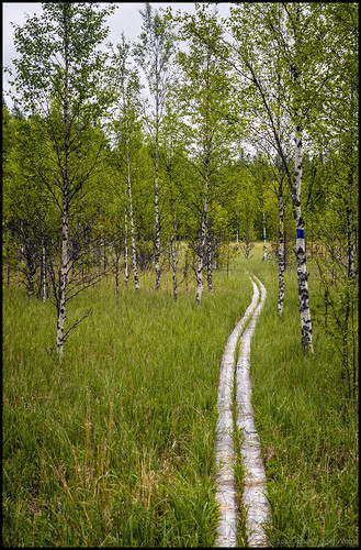 trees lake grass forest moss footbridge swamp skog birch björk birches träd mosse sjö gräs björkar purm spång dragsjön utterleden