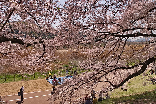 【写真】2013 桜 : 背割堤/2020-03-23/IMGP9672