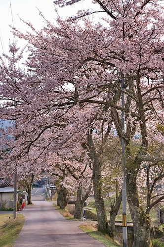 【写真】2013 桜 : 常照皇寺/2019-12-06/IMGP0172