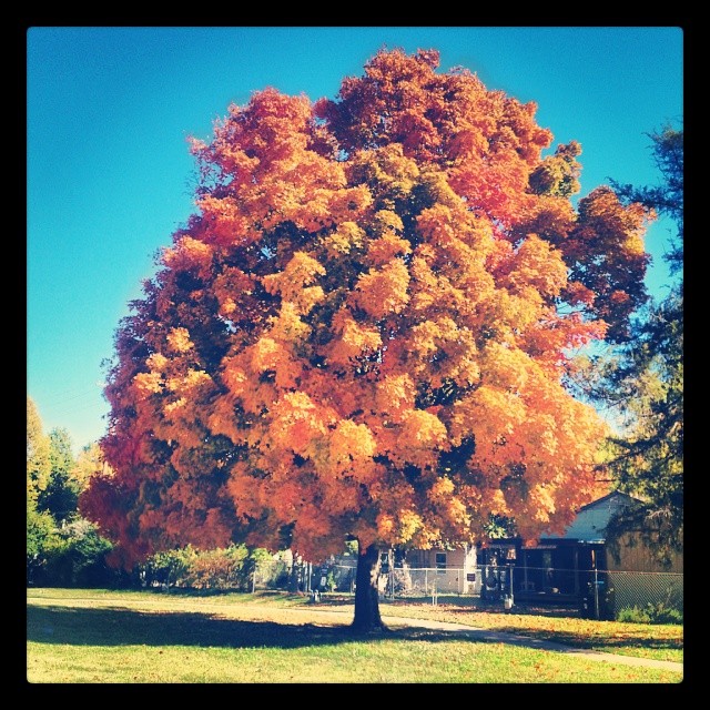 #autumn #fallcolor #fall #tulsa #igersok