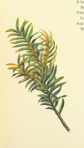 Image taken from page 25 of 'A Dream of a Garden and other poems ... With floral illustrations by W. F. M'