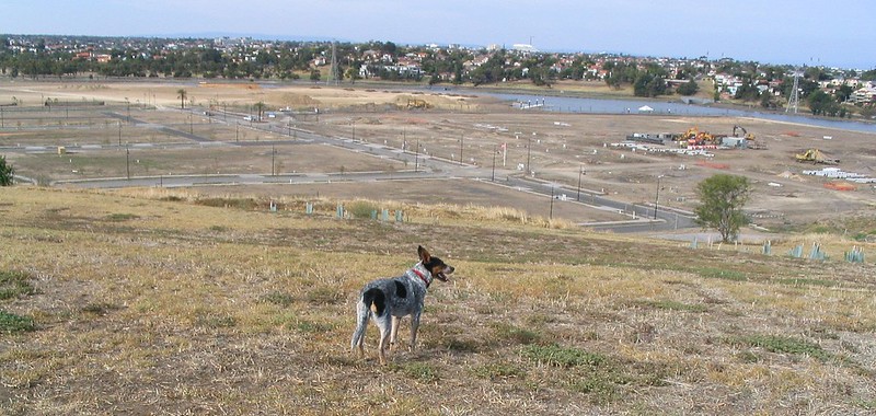Maisie the Dog looks over Edgewater Estate (January 2004)