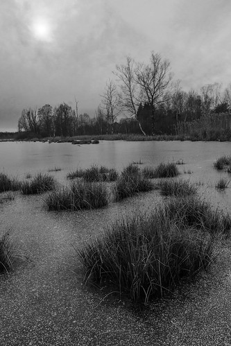 winter bw white lake black cold ice reed nature see frozen moss nikon natur sigma kalt eis schwarz moos schilf weis gefrohren schwenningermoos d7100 1770c