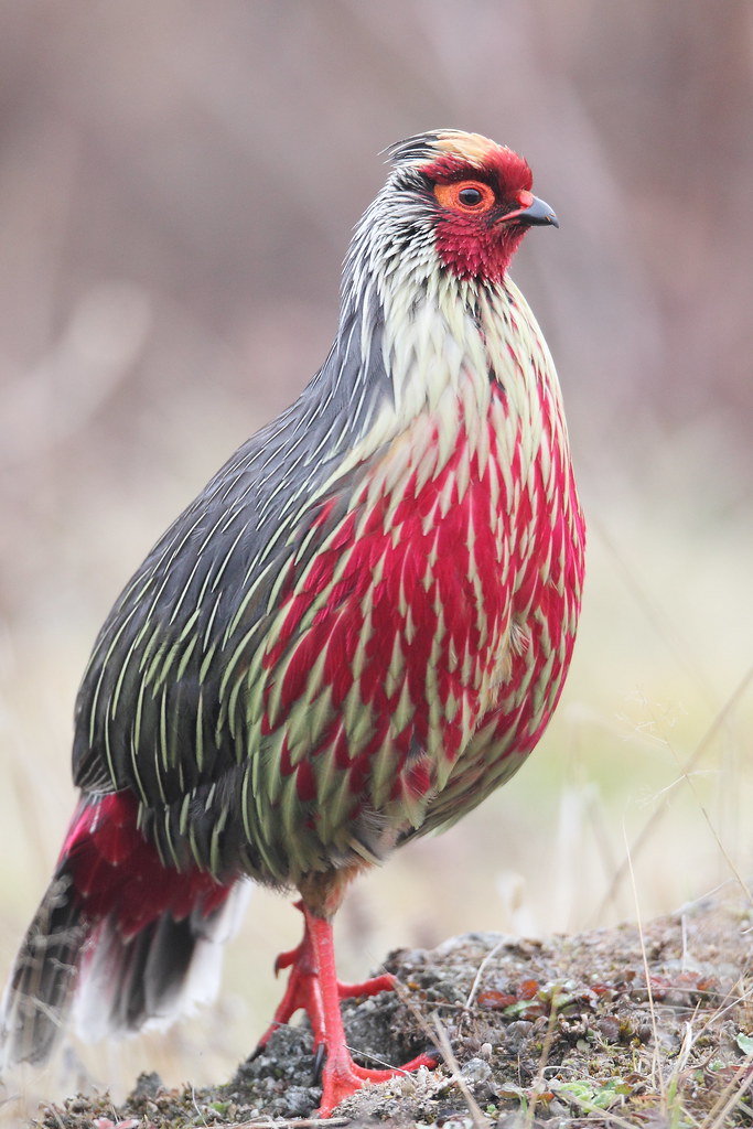 Blood Pheasant | Available for Commercial Licensing with Get… | Flickr