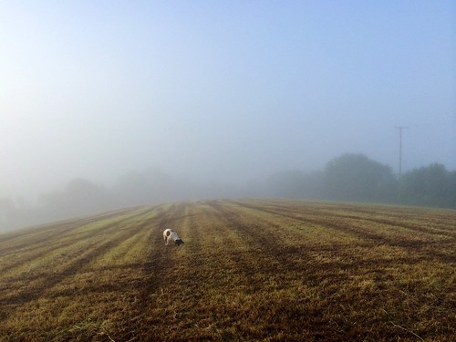 dog mist field fog walking explore spaniel springer ballymena chilidog explored ahoghill