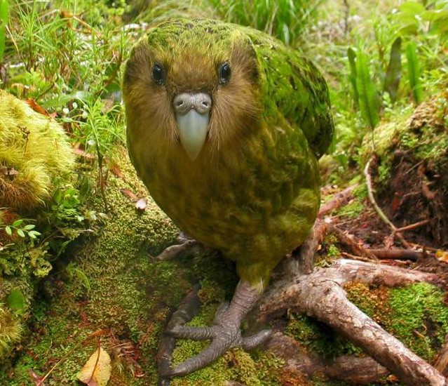 1_kakapo  diarioecologia.jpg