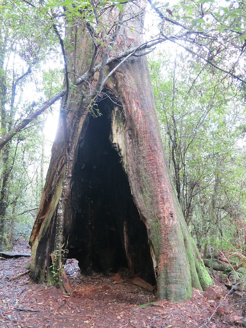 Hollow Tree