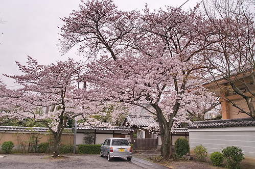 【写真】2013 桜 : 妙蓮寺/2020-05-09/IMGP9130