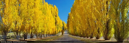 australia aussie autumn fall yellow tree driveway road street avenue highway poplar bluemountains centraltablelands rhyspope canon 500d blue