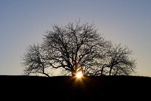 sun holiday tree silhouette sunrise yorkshire hills dales kettlewell