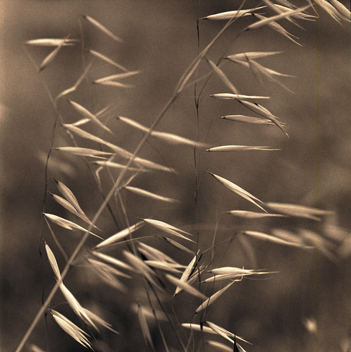 wild 120 film grass weeds kodak 400tx hasselblad cranecreek oats