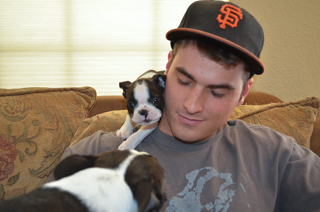 A Boston Terrier puppy on the shoulder of a young man sitting on the couch.