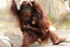 Orangutan Mother Carrying Daughter