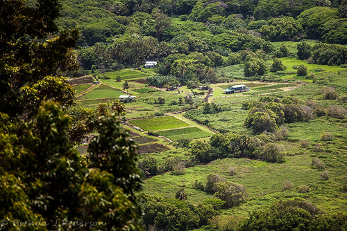 tree green june hawaii farm tropical bigisland lush valleyofthekings 2012 waipiovalley culinaryfool honokaa 70200mm28 brendajpederson